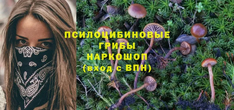 Галлюциногенные грибы Cubensis  KRAKEN зеркало  Канаш 